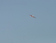 dsc_0092.jpg