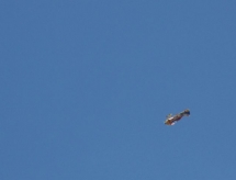 hf_030.jpg